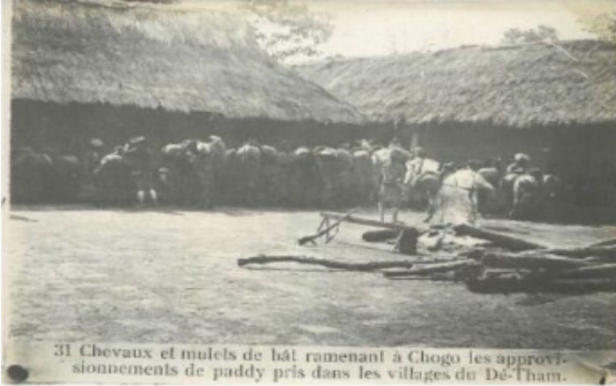  31  Cavalos e mulas de carga trazendo de volta a Chogo as provisões de arroz em casca (arroz castanho) retirado das aldeias de Dé-Tham.